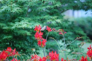Anna's Feeding On Crocosmia