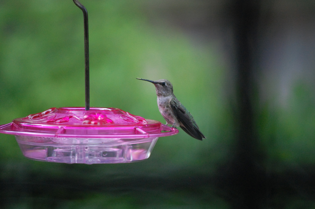 Anna's Hummingbird On Feeder