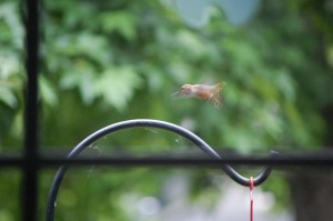 Rufous Coming In For Landing