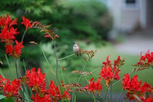 Rufous Guarding Crocosmia