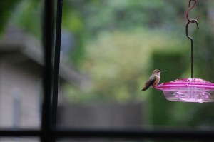 Rufous Humming Bird On Feeder