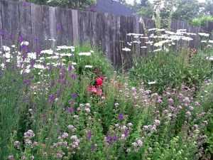 Shasta Daisies and Oregano Blooming