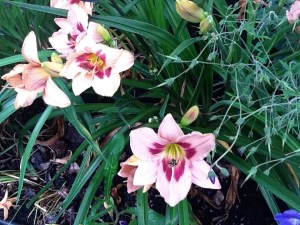 Daylily