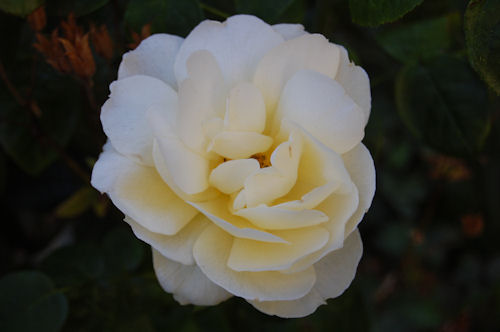 Creamy Rose - Garden Bloggers Bloom Day
