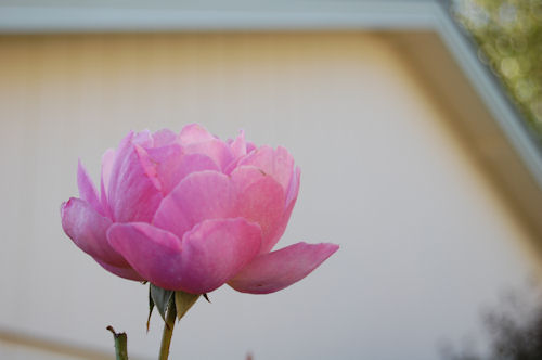 Pink Rose - Garden Bloggers Bloom Day