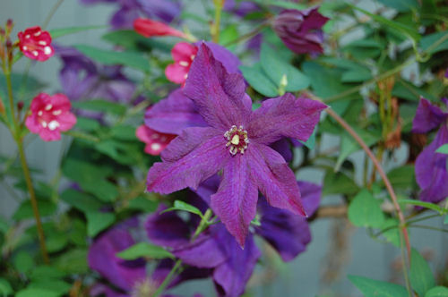 Purple Clematis (Jackmanii ?)