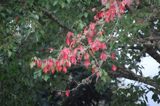 MoreTrees Turning - Garden Bloggers Bloom Day - September