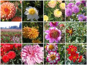 Mosaic Monday - Fall Nature Trip To A Dahlia Farm