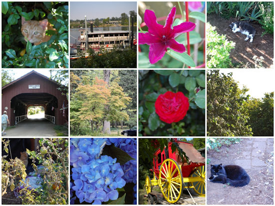 Mosaic Monday - Last Gasp Of Summer