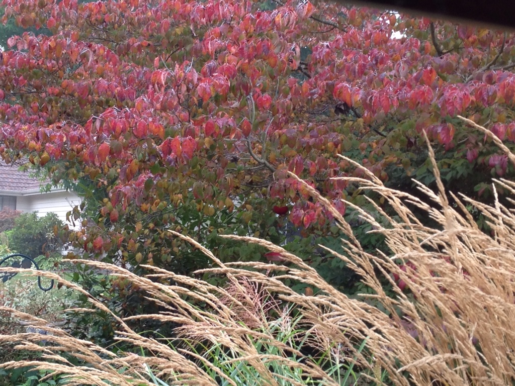 Autumn Dogwood And Grass