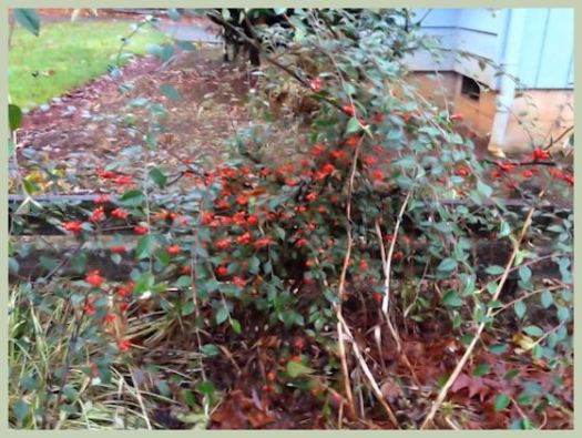 Fringe Flower Berries 