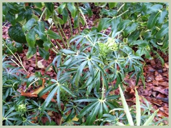 Stinking Hellebore With Buds Stinking Hellebore With Buds