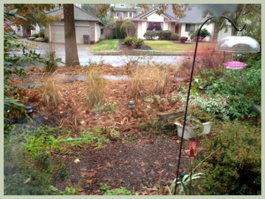 Garden Bloggers Bloom Day Winter Grasses 