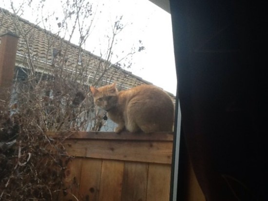 Raja - Bird Watcher Raja - Bird Watcher