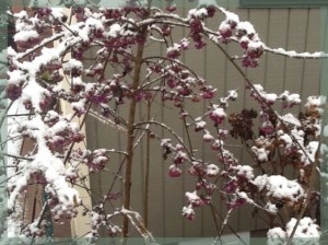 Beauty Berries In Snow