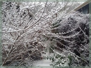 Lacy Beauty Berry Branches With Snow