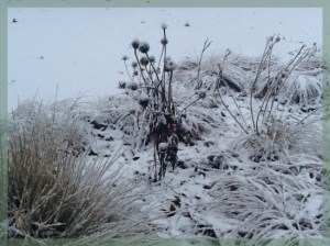 Echinacea Seedheads In The Snow