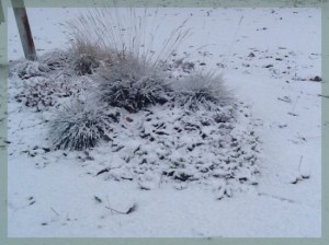 First Snow On Cluster Of Grasses