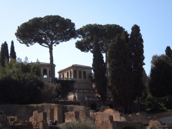 Italian Pine At Roman Forum