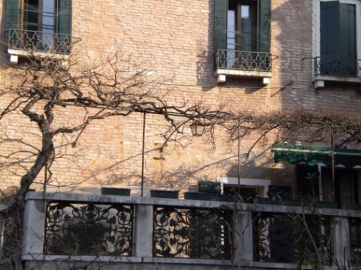 Very Old Grape Vine Venice Italy