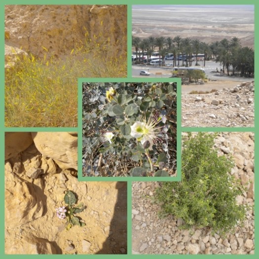 Vegetation At Masada