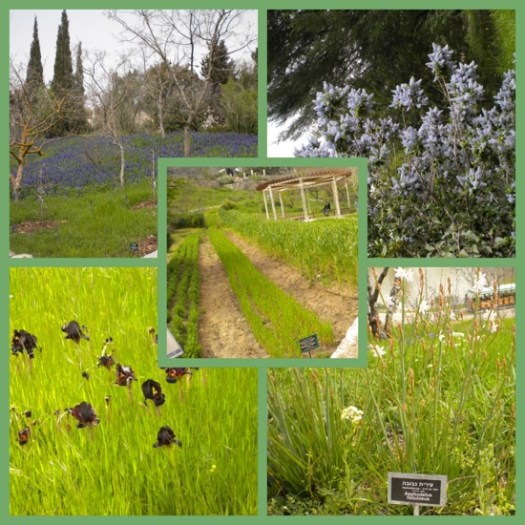 Jerusalem Botanical Garden
