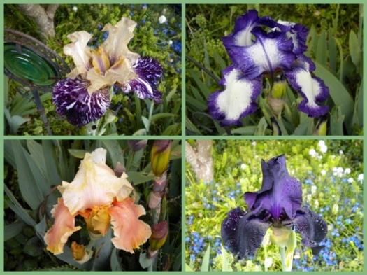 Even More Irises