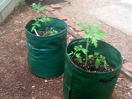 Tomatoes In Grow Bags Season 2
