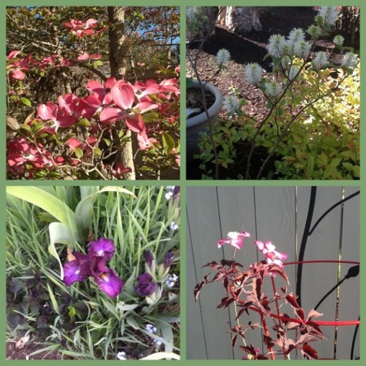 Mosaic Monday 5/7/12 1