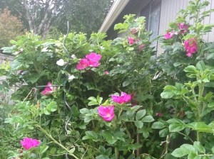 Rugosa Roses