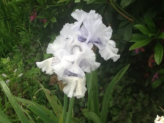 Last of the Irises 2
