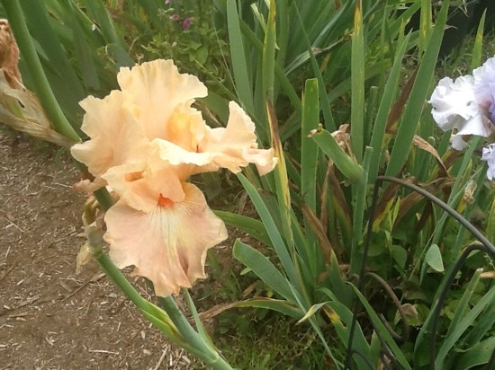 Last of the Irises