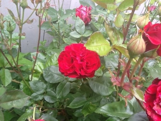 Red Knock Out Rose