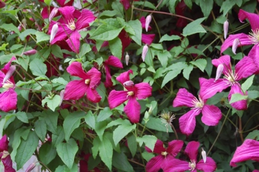 Beautiful Red Clematis