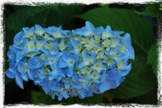 Hydrangea 2