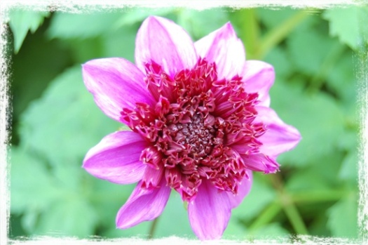 Pink Dahlia With Center Puff