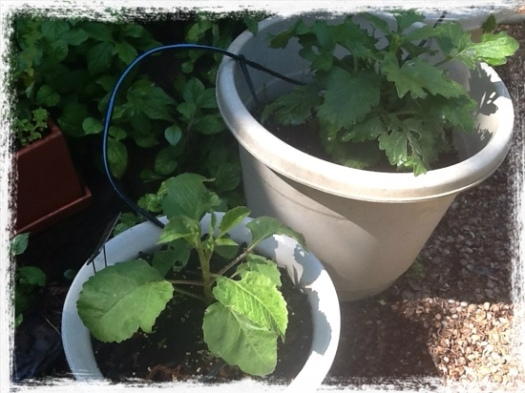 Drip Irrigation For Pots