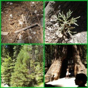 Giant Sequoia Mosaic