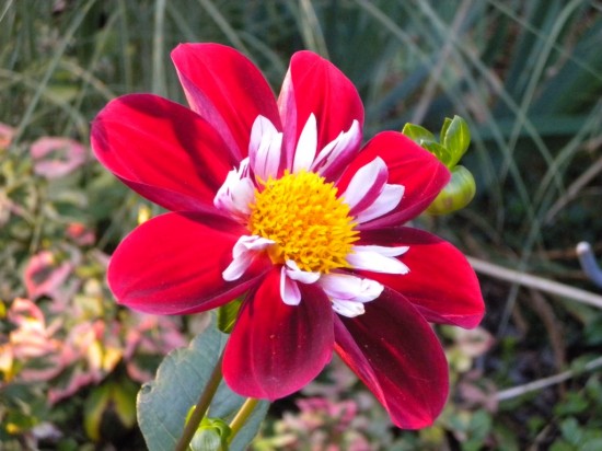 Red Pinwheel Dahlia
