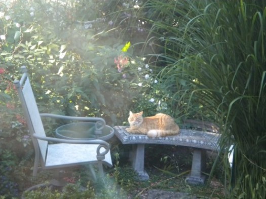 Neighbor's Cat On Our Bench