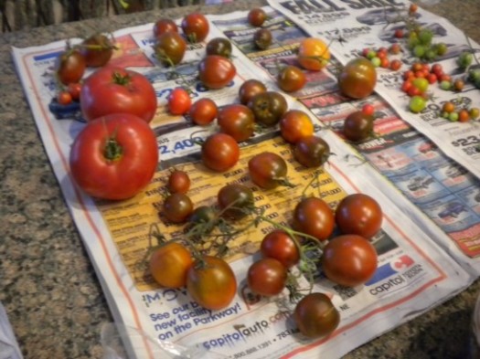 Last Of My Tomatoes