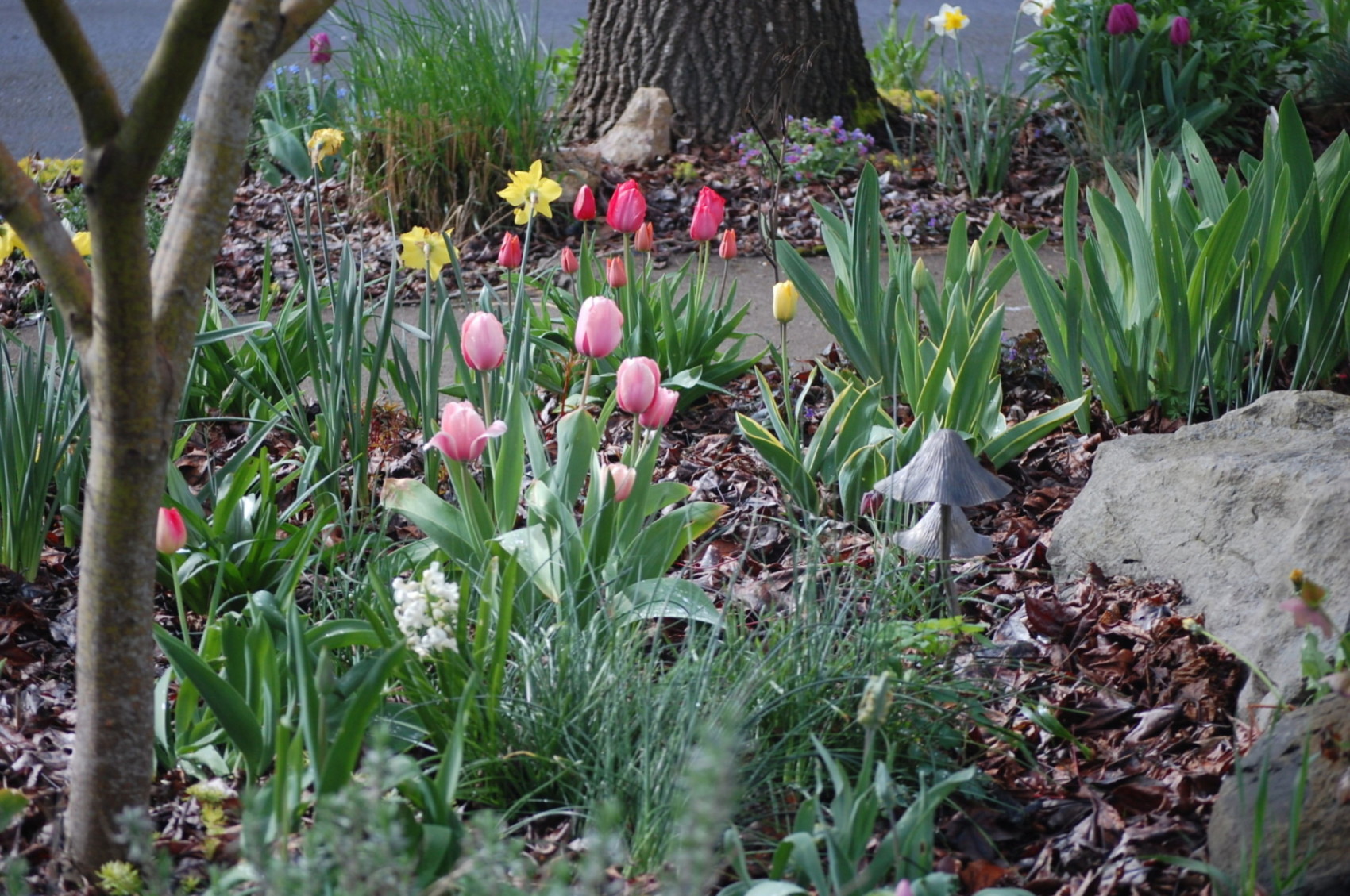 Tulips In My Garden