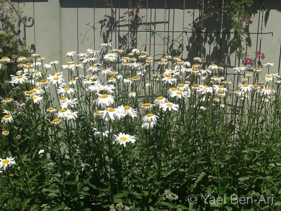 Where Is Summer Going