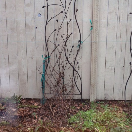 Pruned Clematis