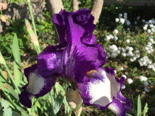 Purple And White Iris 2