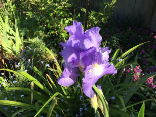Blue And White Iris