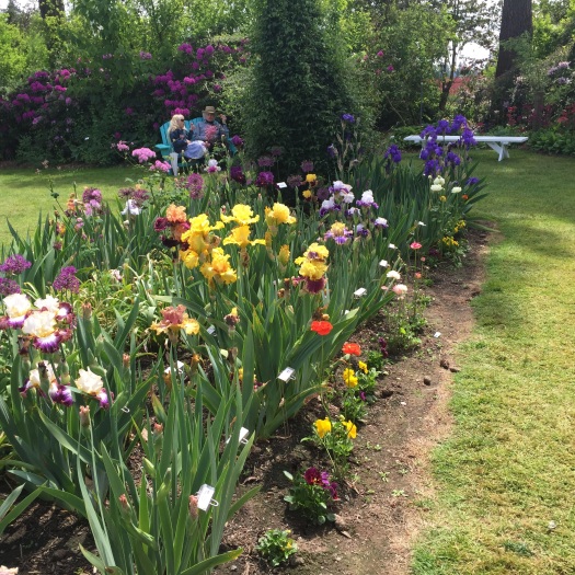 Iris Display Garden