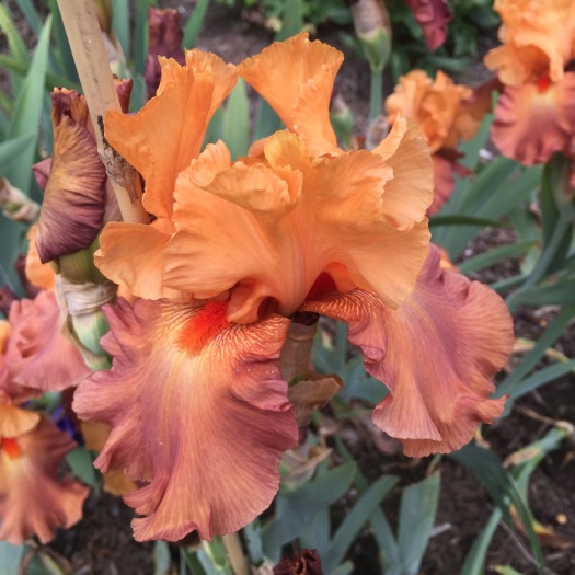 Vivid Orange Iris