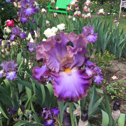 Dusky Purple Iris