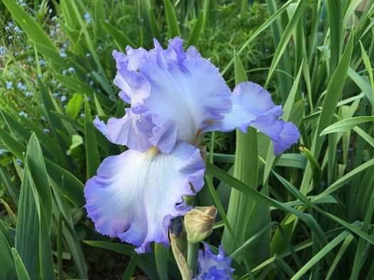 Blue And White Iris 3